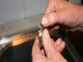 erster gang tubettini mit  meerschnecken - Rezept - Bild Nr. 2