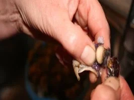 erster gang tubettini mit  meerschnecken - Rezept - Bild Nr. 3