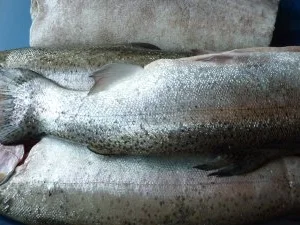 Gefüllte Lachsforellen mit Orangenhonig- Hauch vom Grill - Rezept - Bild Nr. 6