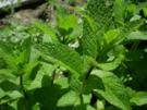 Minz Pesto - Rezept