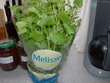 Rezept: gebratene Zucchini mit Spargel und Melissen-Pesto Bild Nr. 5 gebratene Zucchini mit Spargel und Melissen-Pesto - Rezept - Bild Nr. 5