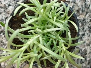 Rezept: Currykraut-Pfannkuchen mit knackiger Gemüsefüllung und Tete de Moine-Locken Bild Nr. 7 Currykraut-Pfannkuchen mit knackiger Gemüsefüllung und Tete de Moine-Locken - Rezept - Bild Nr. 7