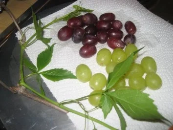 Verschiedenes: Dekorative Vorspeise....oder Snack.... - Rezept - Bild Nr. 4