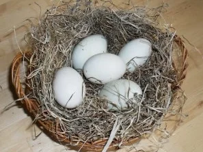 Frittierte Enteneier - Rezept - Bild Nr. 4