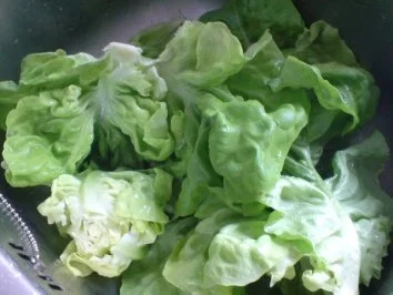 Rezept: Kopfsalat mit Sahnesoße Bild Nr. 4 Kopfsalat mit Sahnesoße - Rezept - Bild Nr. 4