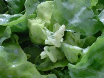 Rezept: Kopfsalat mit Sahnesoße Bild Nr. 9 Kopfsalat mit Sahnesoße - Rezept - Bild Nr. 9