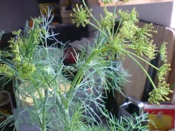 Rezept: Kopfsalat mit Sahnesoße Bild Nr. 11 Kopfsalat mit Sahnesoße - Rezept - Bild Nr. 11