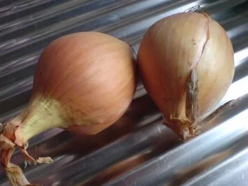 Rezept: Kopfsalat mit Sahnesoße Bild Nr. 12 Kopfsalat mit Sahnesoße - Rezept - Bild Nr. 12