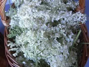 Rezept: Hollunderblütensaft Hollunderblütensaft - Rezept