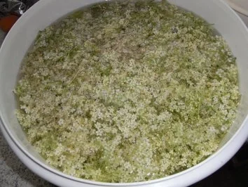 Rezept: Hollunderblütensaft Bild Nr. 3 Hollunderblütensaft - Rezept - Bild Nr. 3