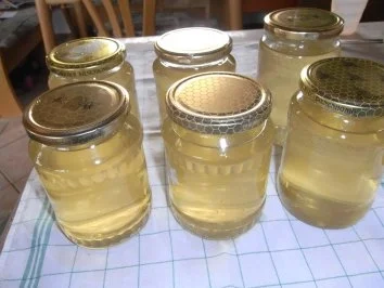 Rezept: Hollunderblütensaft Bild Nr. 5 Hollunderblütensaft - Rezept - Bild Nr. 5