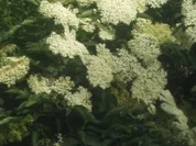 Holunderblüten-Gelee  mein erster in diesem Jahr - Rezept