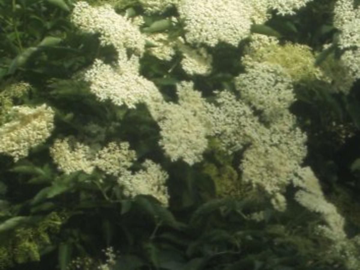 Holunderblüten Gelee mein erster in diesem Jahr - einfach - von altemutter