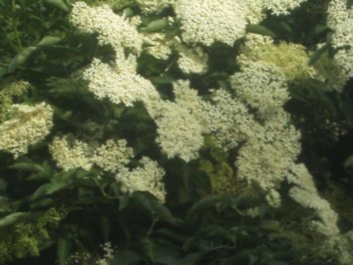 Bilder für Holunderblüten-Gelee mein erster in diesem Jahr - Rezept