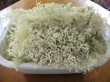 Rezept: Fruchtwein: Holunderblütenwein Bild Nr. 2 Fruchtwein: Holunderblütenwein - Rezept - Bild Nr. 2