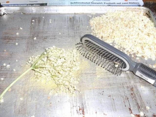 Rezept: Fruchtwein: Holunderblütenwein Bild Nr. 3 Fruchtwein: Holunderblütenwein - Rezept - Bild Nr. 3