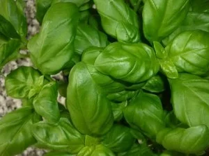 Gemüse-Hackpfanne an Orecchiette Ortolano und Tete-de-Moine-Locken - Rezept - Bild Nr. 8