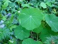 Sommer Suppe - Rezept - Bild Nr. 5