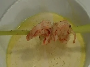 Rezept: Cappuccino von Curry und Zitronengras mit Scampi-Spieß Cappuccino von Curry und Zitronengras mit Scampi-Spieß - Rezept