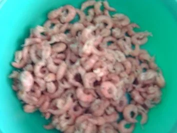 Rezept: Krabbensalat Bild Nr. 2 Krabbensalat - Rezept - Bild Nr. 2