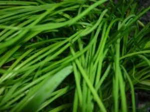 Scharfes Hähnchenbrustfilet auf Ingwer-Kräuter-Champignons - Rezept - Bild Nr. 3