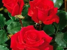 Rezept: Rosenessig Rosenessig - Rezept