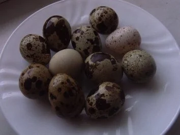 Wachteleier an rohen Bratkartoffeln - Rezept - Bild Nr. 3