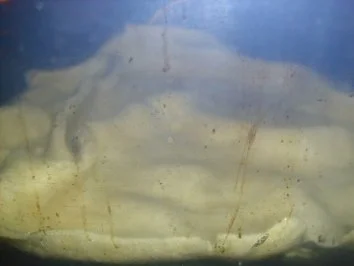 Prophetenkuchen - Rezept - Bild Nr. 2