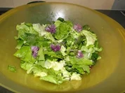 Blattsalat mit viel Kräutern                (Fotos) - Rezept