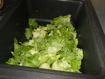 Blattsalat mit viel Kräutern                (Fotos) - Rezept - Bild Nr. 3