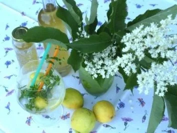 Rezept: Holunderblüten Sirup Holunderblüten Sirup - Rezept