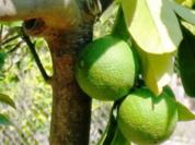 Limetten-Salz - Rezept