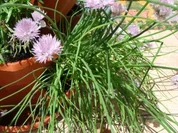 Schnittlauch eigene Ernte - Rezept