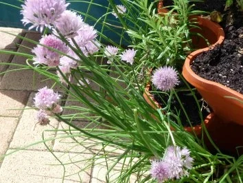 Schnittlauch eigene Ernte - Rezept - Bild Nr. 2