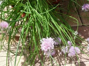 Schnittlauch eigene Ernte - Rezept - Bild Nr. 3