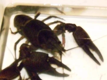 Garnelenbutter Selbstgemacht - Rezept