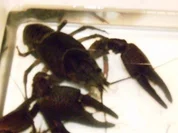 Garnelenbutter Selbstgemacht - Rezept