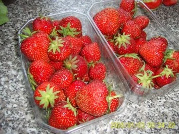 Rezept: Panna Cotta mit Erdbeersoße Bild Nr. 2 Panna Cotta mit Erdbeersoße - Rezept - Bild Nr. 2