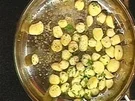 Baked Garlic - Rezept