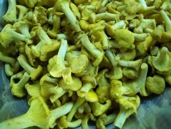 Rezept: Kalbsfiletspitzen mit Pfifferlingen zu Petersilientagliatelle an Maille-Senf-Sahne Bild Nr. 2 Kalbsfiletspitzen mit Pfifferlingen zu Petersilientagliatelle an Maille-Senf-Sahne - Rezept - Bild Nr. 2