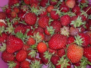 Erdbeer-Joghurt-Torte - Rezept - Bild Nr. 5