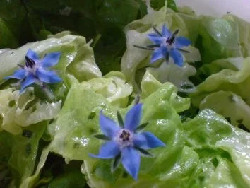 Kopfsalat mit Borretsch - Rezept