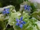 Kopfsalat mit Borretsch - Rezept