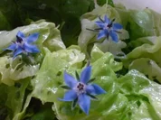 Kopfsalat mit Borretsch - Rezept