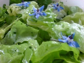 Kopfsalat mit Borretsch - Rezept - Bild Nr. 2