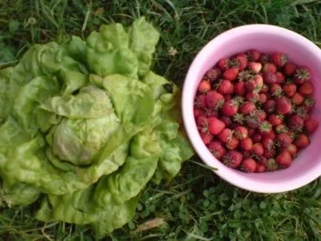 Kopfsalat mit Borretsch - Rezept - Bild Nr. 3
