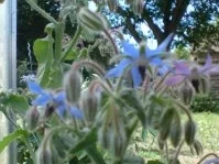 Kopfsalat mit Borretsch - Rezept - Bild Nr. 4