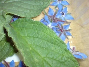 Kopfsalat mit Borretsch - Rezept - Bild Nr. 6