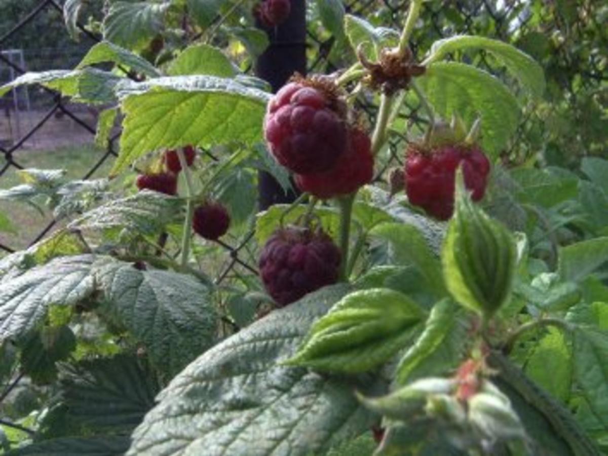 Himbeerlikör - Rezept mit Bild - kochbar.de