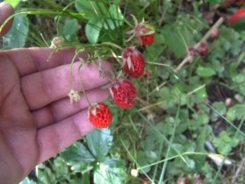 Himbeerlikör - Rezept - Bild Nr. 4